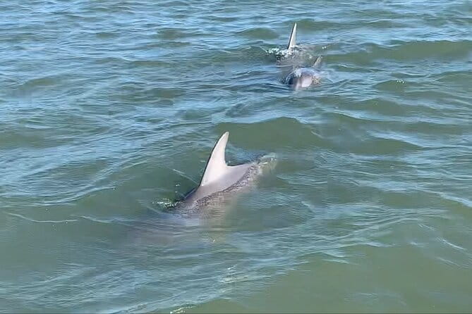 Private Charleston Dolphin and Eco Boat Tour - The Practicalities