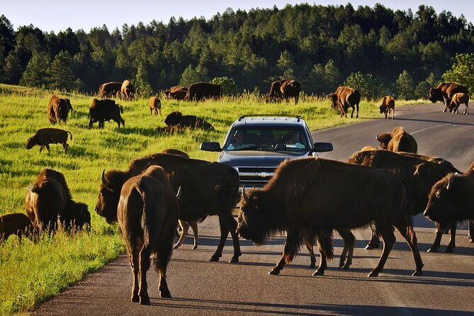 Private Custer State Park Safari and Hiking Tour - Frequently Asked Questions