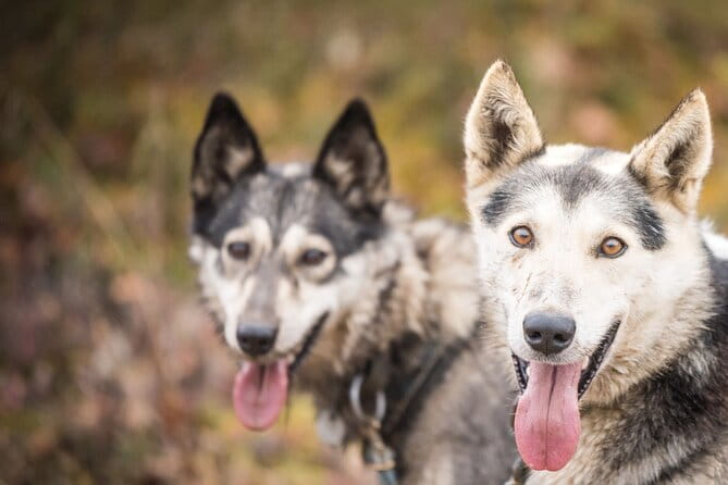 Private Fall Foliage Mushing Cart Ride in Fairbanks - Who Will Love This Tour?
