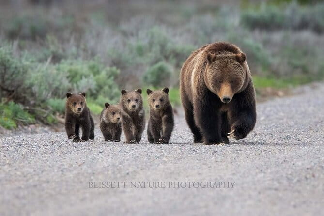 Private Full-Day Grand Teton National Park Tour with Picnic Lunch - Who Is This Tour Best For?