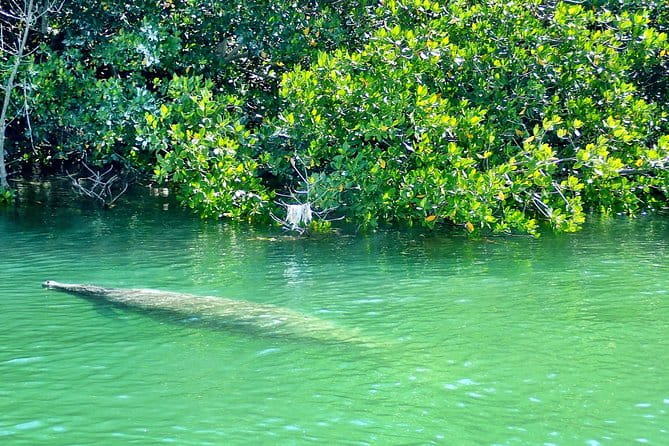 Private Guided Kayak or SUP Eco Adventure - The Sum Up