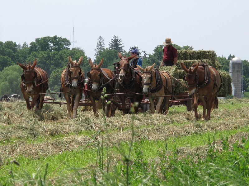 Private Lancaster County Amish Tour from Philadelphia - The Itinerary: What You’ll Experience