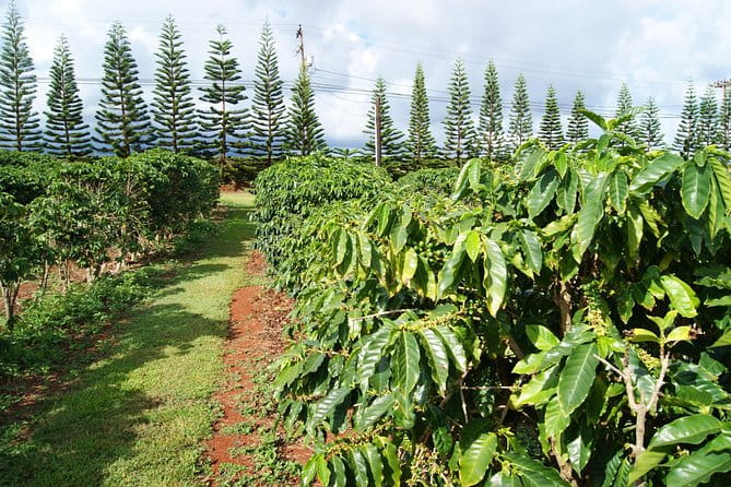 Private Luxury Tour of Kauai: South & West Shores - Transportation, Duration, and Pricing