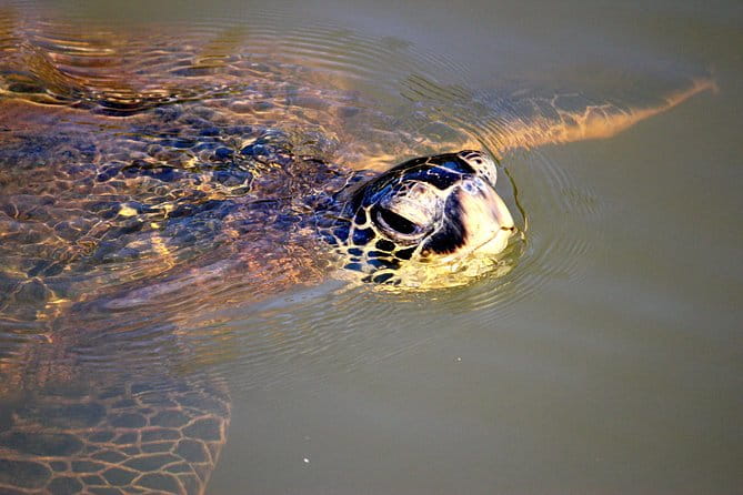Private Stand up Paddle Lesson and Tour (for 1 or more paddlers) - The Scenic and Wildlife Factor