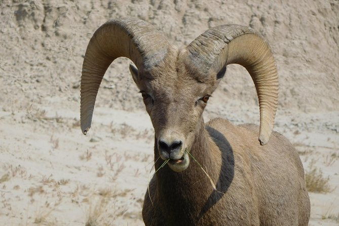 Private Tour of the Badlands with Local Experts - Authentic Voice: What Travelers Say