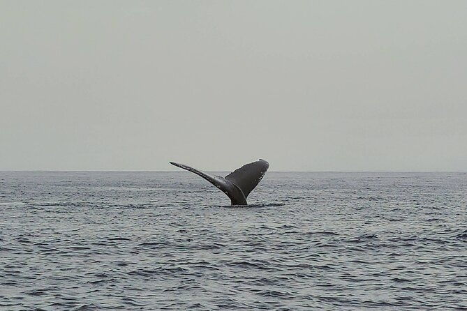 Private Whale Watching Adventure - Practical Tips for Potential Participants