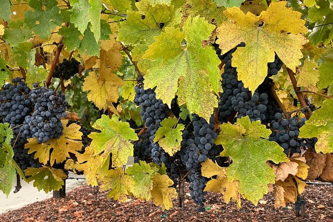 “Private Wine Tours of Napa Valley and Sonoma for 2 to 5 people” - The Real Experience: What Do Travelers Say?