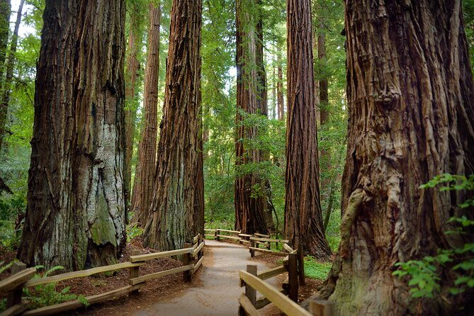 San Francisco: Full Day Coastal Redwoods & Wine Country Tour - Practical Tips for Participants