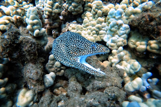 Scuba Diving in Maui with No Experience Needed - The Marine Environment: What You’ll See