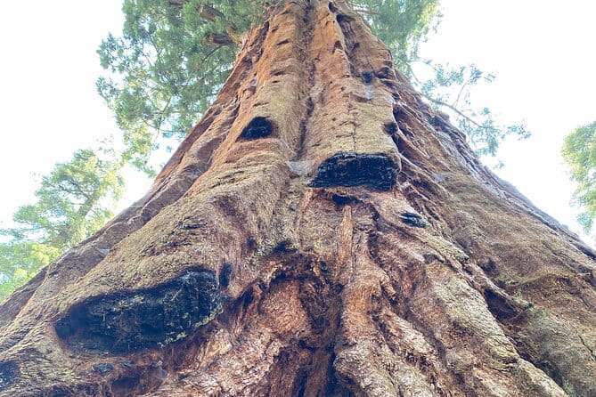 Semi Private Tour to Sequoia National Park with Lunch - The Sum Up