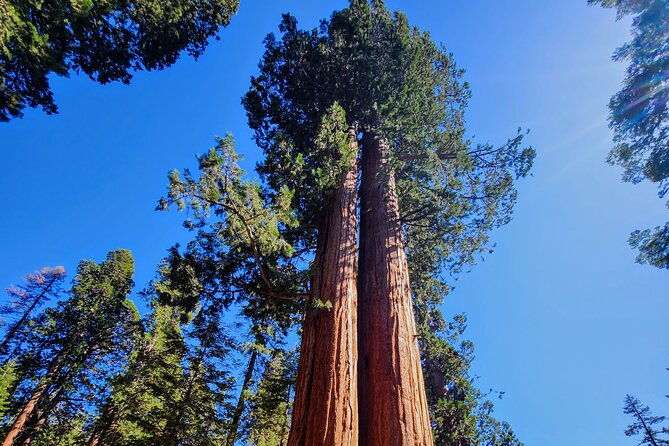 Sequoia National Park Private Tour - Why the Experience Excels