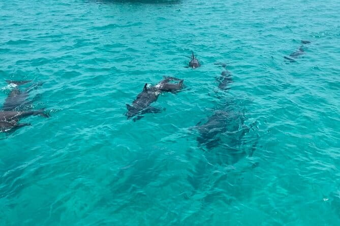 Shell Island Dolphin Sightseeing Boat Tour in Panama City Beach - The Sum Up