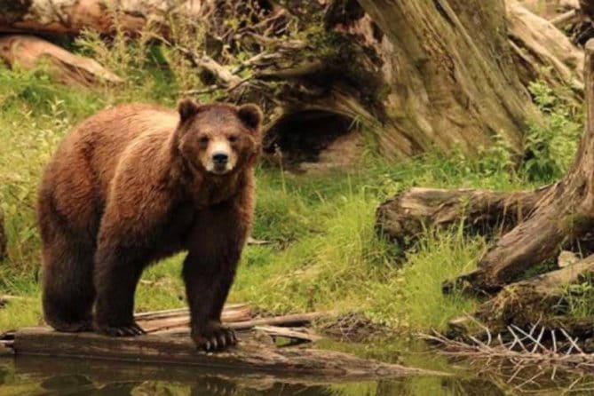 Sitka Shore Excursion: Bears, Raptor Center, & Totem Park Tour (Small Group) - Logistics and Practical Tips