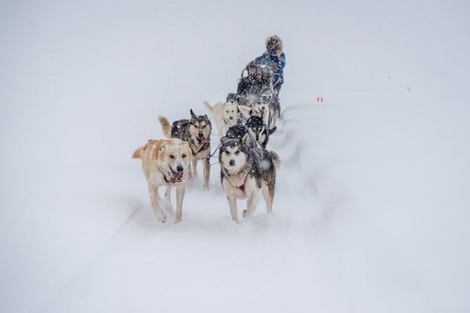 Sled Dog Sampler Ride in Fairbanks - The Sum Up: Why It’s Worth It