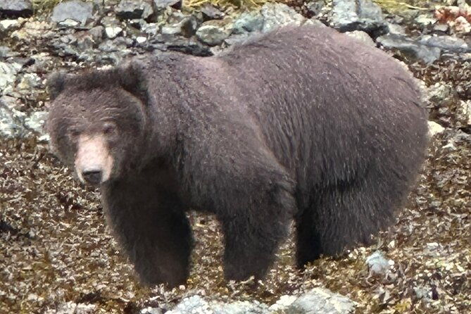 Small Group Boat Tour of Sitka - The Real Experience: What It Feels Like