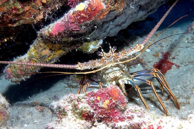 Small Group Guided Shore Dives in St. Andrews State Park, Florida - FAQ