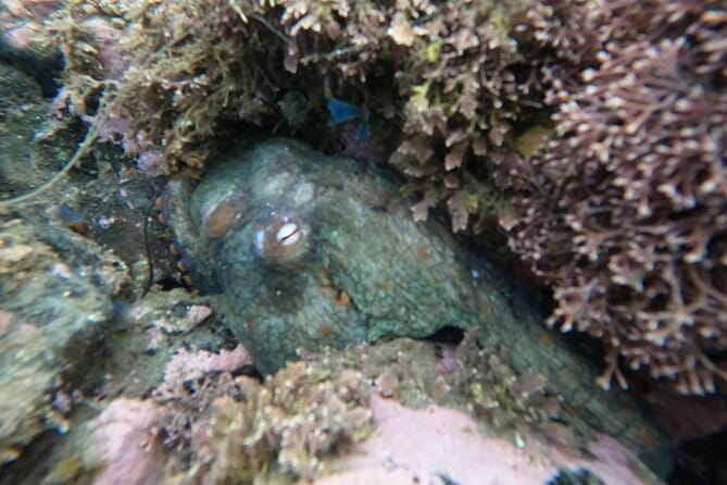 Snorkel San Diego's Mission Bay with a Marine Biologist - The Itinerary in Detail