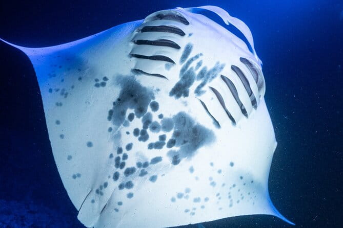 Snorkel With Giant Manta Rays In Kailua Kona - The Sum Up: Is It Worth It?
