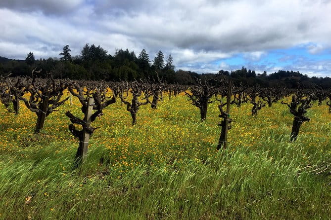 Sonoma & Healdsburg Wine Tours - The Experience at Each Stop