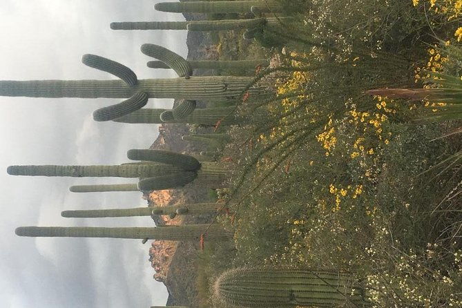 Sonoran Desert- Wild Foods and Traditional Skills - Final Thoughts: Is It Worth It?