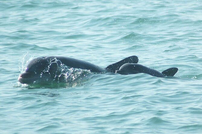 Sunset Kayaking with Dolphins - FAQs