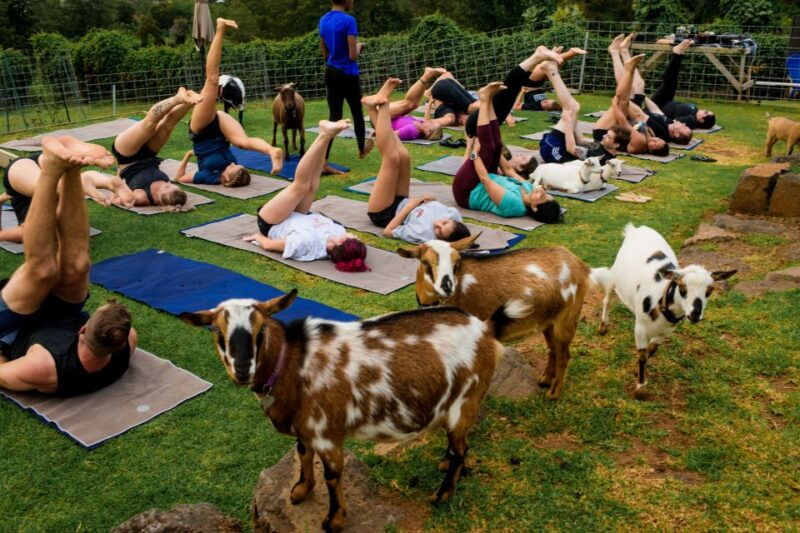 Sunset Maui Goat Yoga with Live Music - Is It Worth the Price?