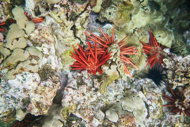 The Best Maui 3 Hour Molokini and Turtle Town Snorkel - What to Expect in Terms of Timing and Logistics