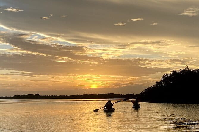 Thousand Islands Mangrove Tunnel Sunset Kayak Tour with Cocoa Kayaking! - The Environment and Wildlife Encounters