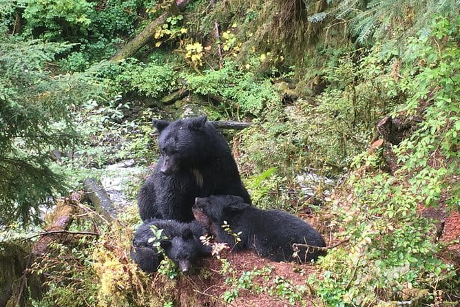 Traitors Cove Bear Viewing - Who Will Love This Tour?