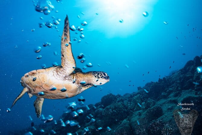 Try Scuba Diving in Kauai From a Boat for Non-Certified Divers - The Value of This Experience