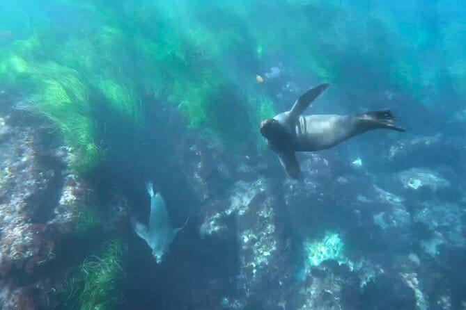 Two Hour Kayak and Snorkel Tour for Two in La Jolla - What Reviewers Say: Pros and Cons
