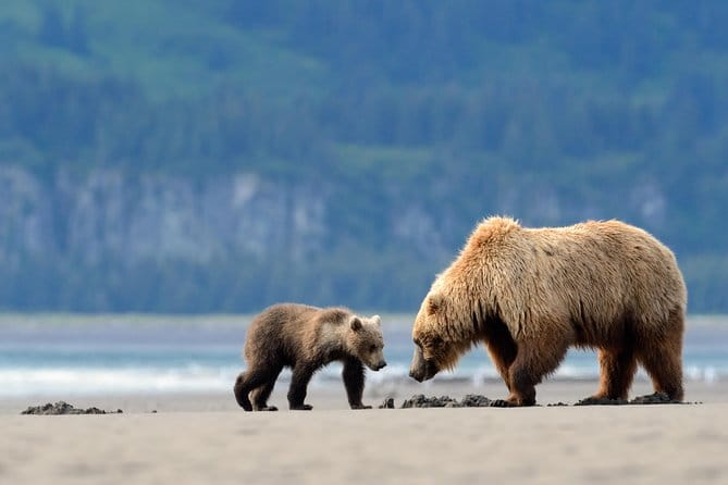 Ultimate Alaskan Adventure: Ocean Wildlife to Interior Wilderness 9 Day/8 Nights - Moving South to Seward and the Kenai Peninsula