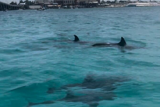 Waverunner Dolphin Tour - Final Thoughts