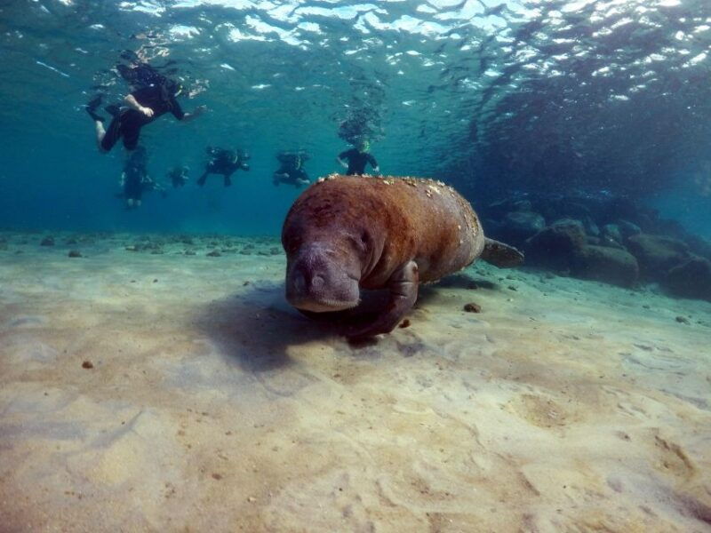 West Palm Beach: Private Peanut Island Boat & Snorkel Tour - The Sum Up