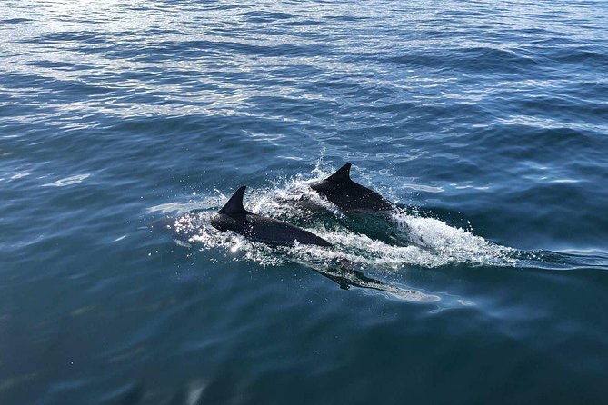 Whale Watching and Fishing Combination Excursions - Authentic Customer Insights and Review Highlights