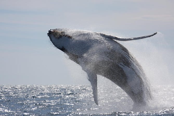 Whalewatch Deluxe Tour from Ma'alaea Harbor - Lunch and Beverages: A Tasty Break on the Water