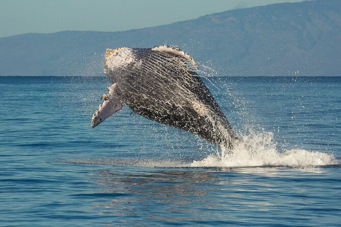 Whalewatch Sail Deluxe Tour from Ma'aleae - Who Will Love This Tour?