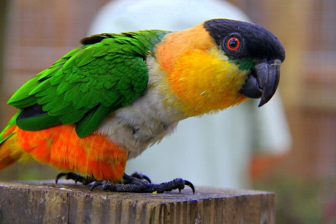 Wild Florida Adventure Package Tour with Transportation - In Closing