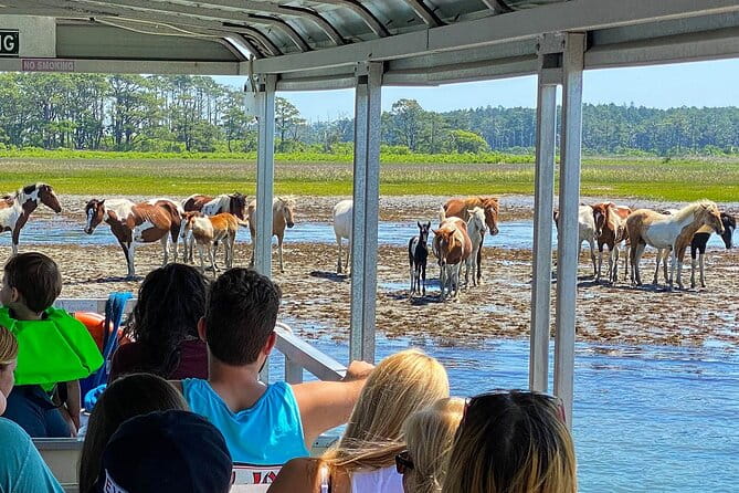 Wild Pony Watching Boat Tour from Chincoteague to Assateague - The Sum Up