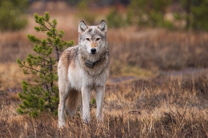 Wildlife and Waterfalls - Frequently Asked Questions