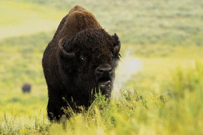 Wildlife & Wolf Private Tour with Lunch - FAQ: Your Questions About the Yellowstone Wildlife & Wolf Private Tour