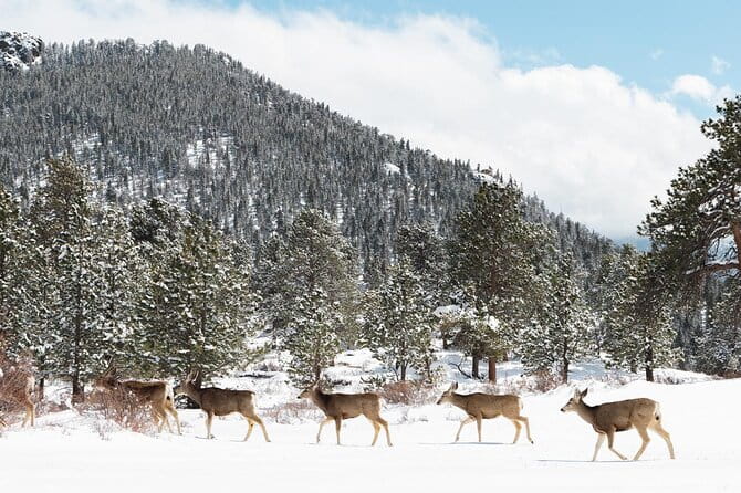 Winter / Spring Private Rocky Mountain National Park Guided Tour - Who Would Love This Tour?