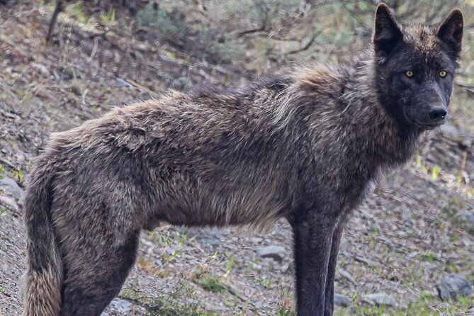 Yellowstone Full-Day Upper Loop with Wildlife Adventure w/Lunch - The Sum Up: Is This Tour Right for You?