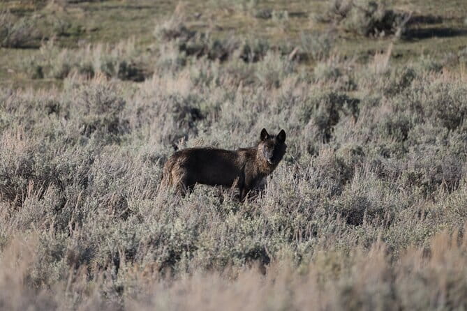 Yellowstone Full-Day Upper Loop with Wildlife Adventure w/Lunch - The Experience and Group Size