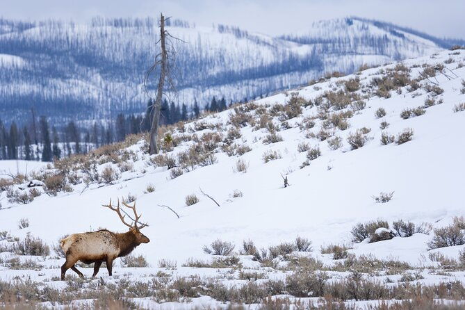 Yellowstone Full Day Winter Tour (With Optional Hike or Snowshoe) - Wildlife in Lamar Valley