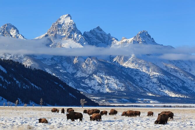 Yellowstone Snowshoe Adventure - Private Tour from Jackson Hole - Frequently Asked Questions