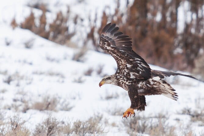 Yellowstone Snowshoe Safari from Bozeman - Private Tour - What’s Included and What’s Not?