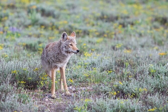 Yellowstone Wildlife Safari in Lamar Valley from Bozeman - Who Will Love This Tour?