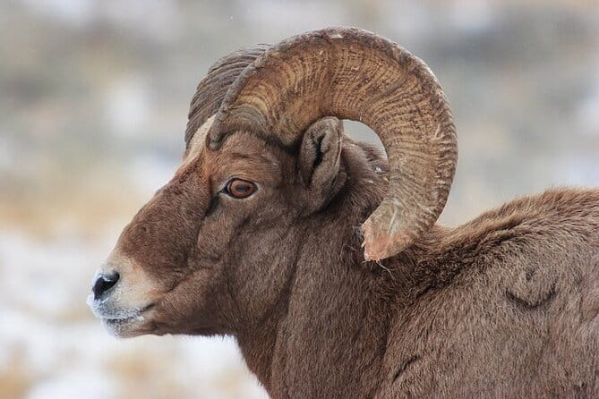 Yellowstone Winter Wildlife Safari from Bozeman - The Sum Up: Who Should Consider This Tour?