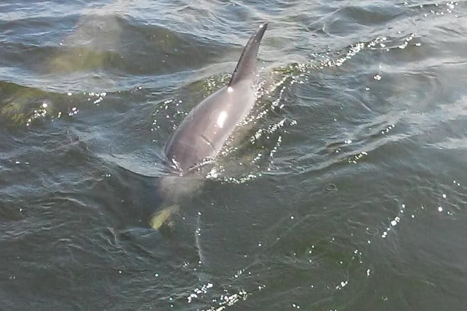 1.5-hour Dolphin Sightseeing Cruise from Tampa - FAQ